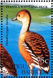 Fulvous Whistling Duck (Dendrocygna bicolor)